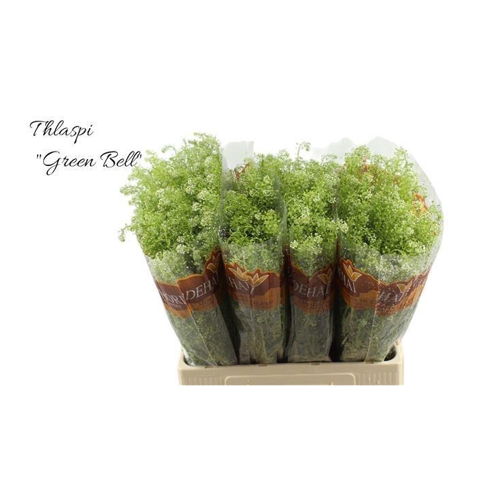 <h4>LEP RU GREEN BELL</h4>