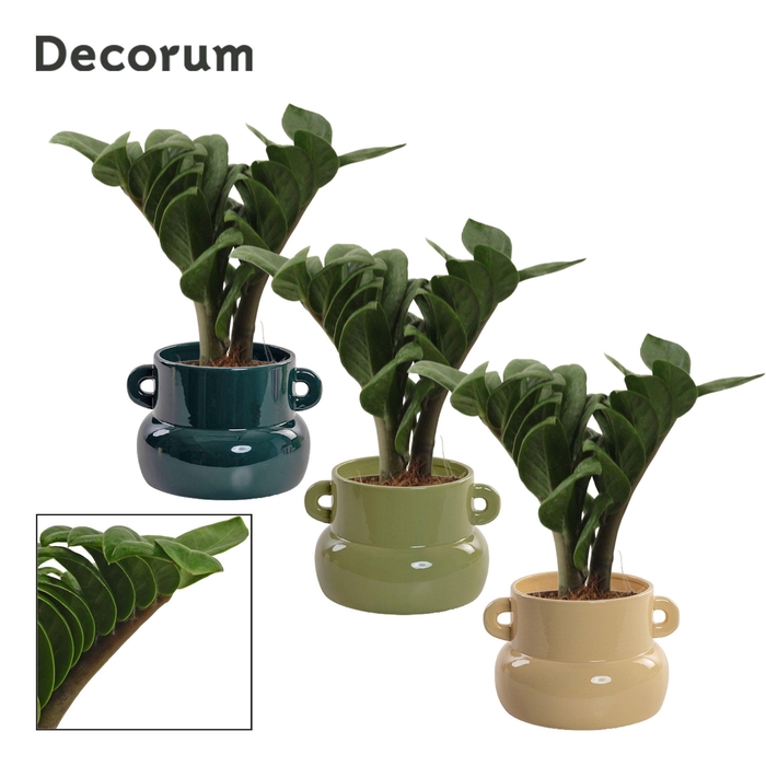 <h4>Zamioculcas Zenzi V-Leaf 9 cm Decorum, 2 veren in Lucy (Top blen</h4>