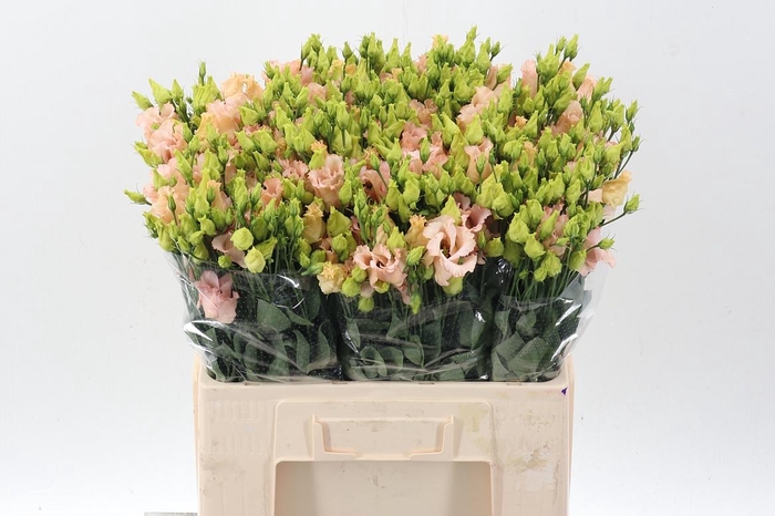 <h4>Eus E Falda Apricot</h4>