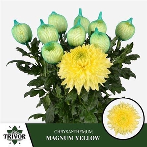 Chr G Magnum Yellow