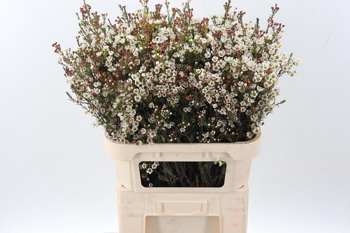 <h4>Cham MI Liron</h4>