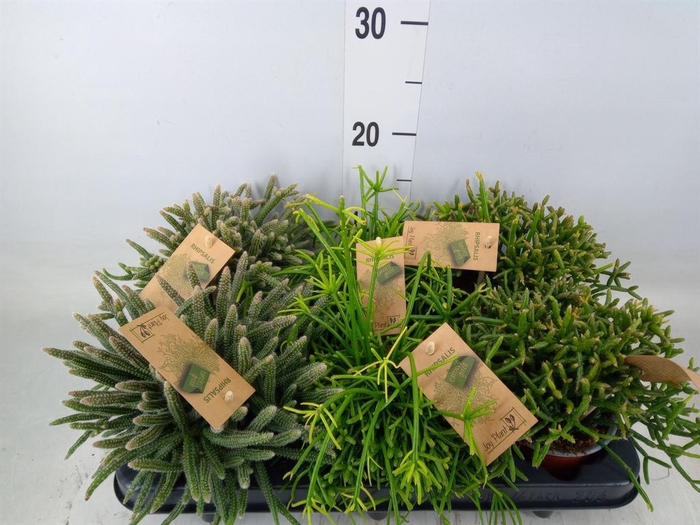 <h4>Rhipsalis   ...mix</h4>
