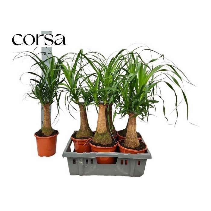 <h4>BEAUCARNEA RECUR</h4>