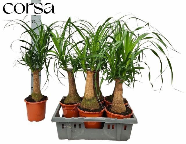 BEAUCARNEA RECUR