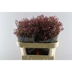 Lim Scarlet (rood) L 70/25mar