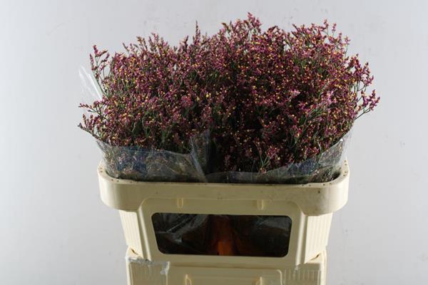 <h4>Lim Scarlet (rood) L 70/25mar</h4>