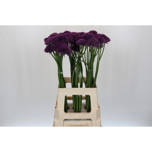 Allium Purper