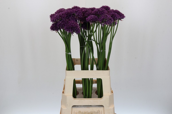 <h4>Allium Purper</h4>