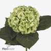 Hydrangea my beautiful matcha classic