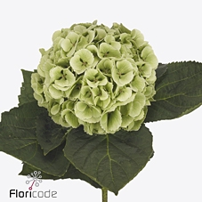 Hydrangea my beautiful matcha classic