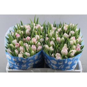 Tu Du Pink Delight (pink/wit)