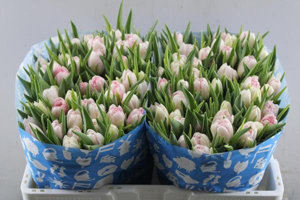 <h4>Tu Du Pink Delight (pink/wit)</h4>