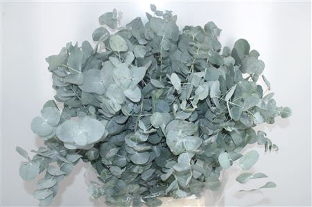 <h4>Euc Cinerea Per Bunch 150 Gram E X T R A</h4>