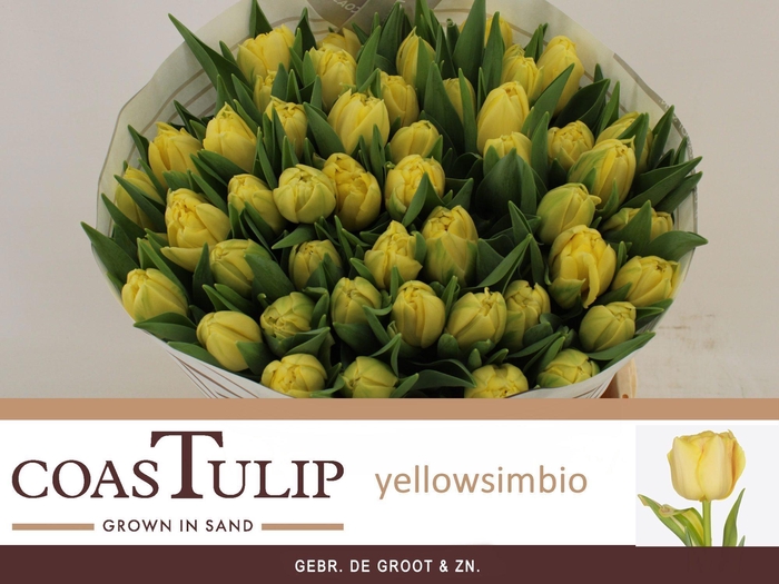 <h4>TU DU YEL SYMBIOSE</h4>