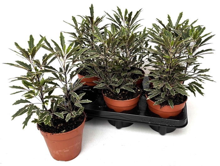 <h4>DIZ EL BIANCA</h4>