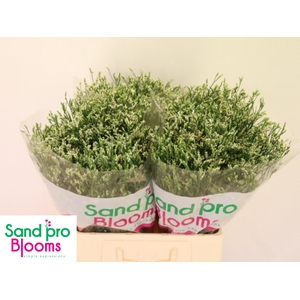 LIM SIN COOL DIAMOND