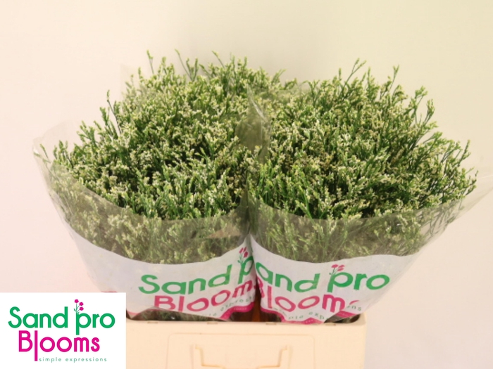 <h4>LIM SIN COOL DIAMOND</h4>