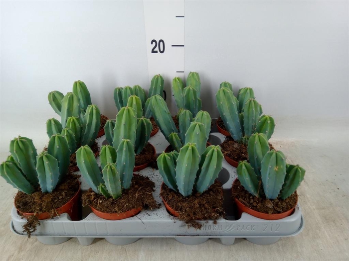 <h4>Cereus   ...</h4>