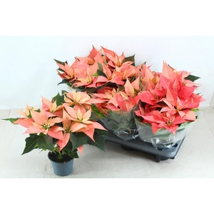 EUPHOR PULCHERRIM OV