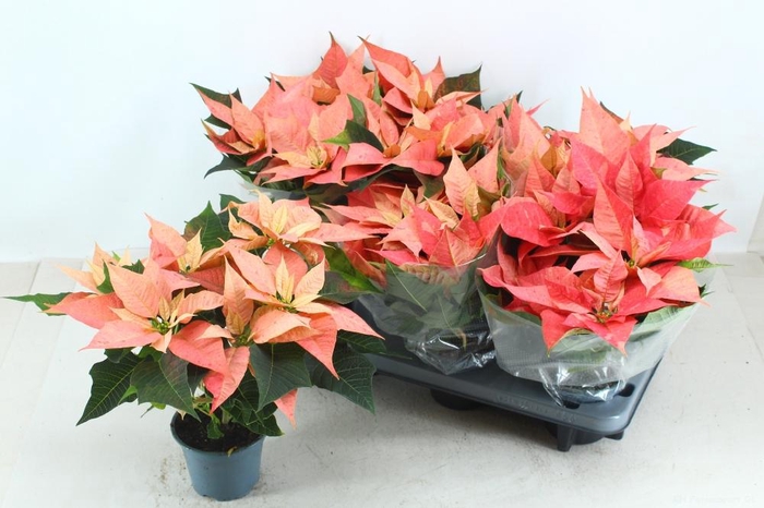 <h4>EUPHOR PULCHERRIM OV</h4>