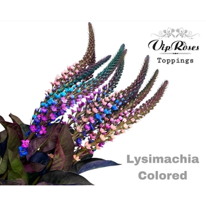 Lysimachia Colored