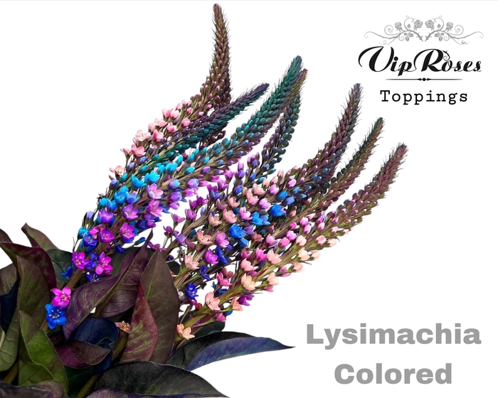 <h4>Lysimachia Colored</h4>