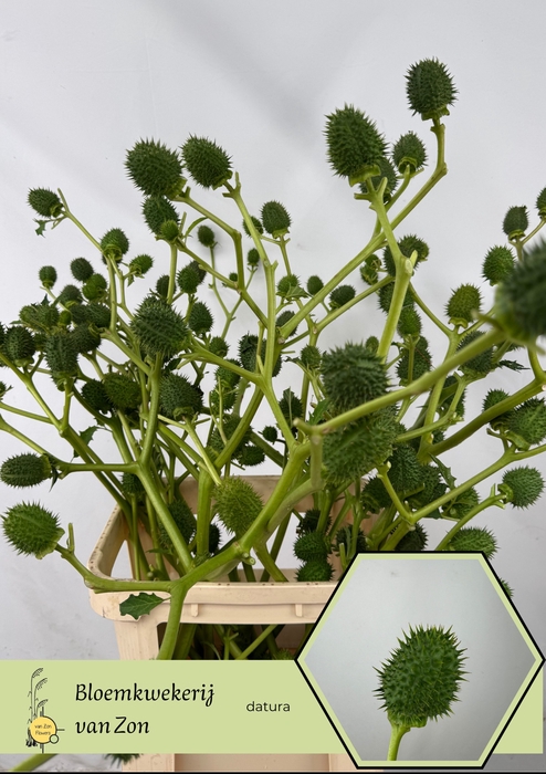 <h4>DATURA METEL</h4>