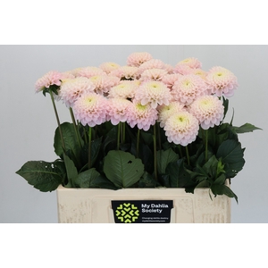 Dahlia Light Wizard