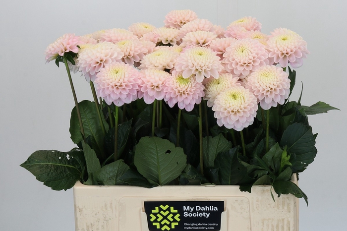 <h4>Dahlia Light Wizard</h4>