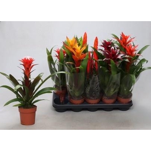 BROMELIA GEM