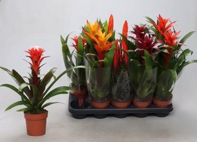<h4>BROMELIA GEM</h4>