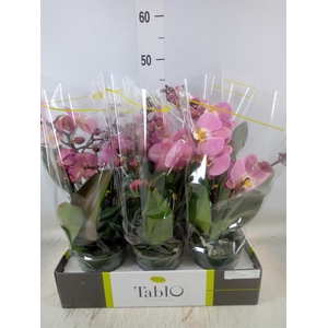 Phalaenopsis   ...rose