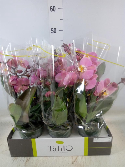 <h4>Phalaenopsis   ...rose</h4>