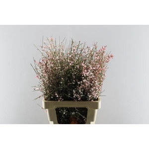 Genista Klb Bs Rose