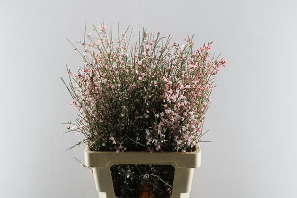 <h4>Genista Klb Bs Rose</h4>