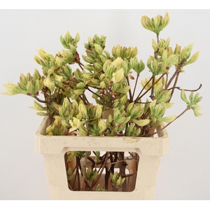 RHODO. LIME 050CM