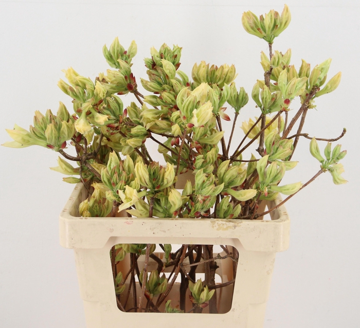 <h4>RHODO. LIME 050CM</h4>