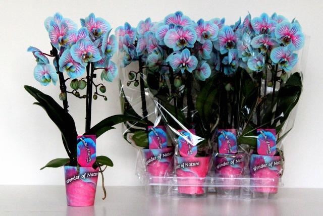 <h4>Phalaenopsis   ...</h4>