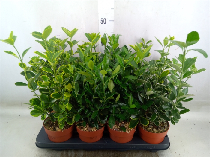 <h4>Euonymus japon.   ...mix</h4>