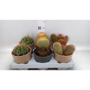 Cactus ...mix