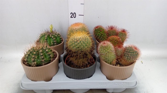 <h4>Cactus   ...mix</h4>