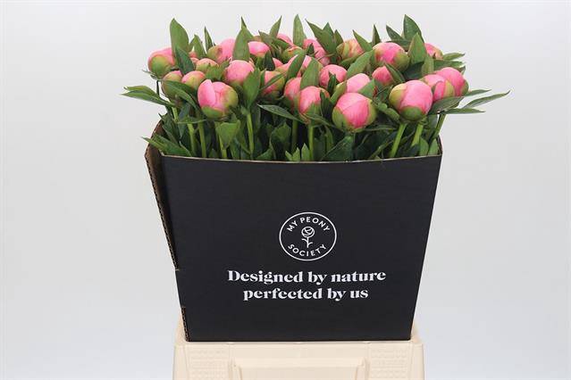 <h4>Paeonia etched salmon</h4>