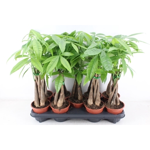 arr3 CP - Pachira Aquatica 409/9