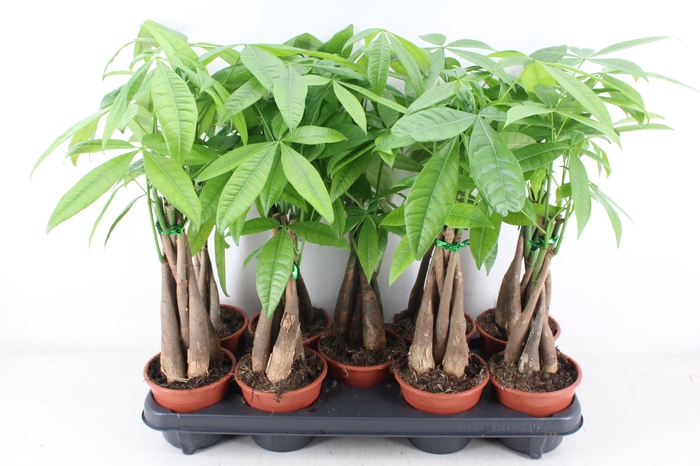 <h4>arr3 CP - Pachira Aquatica 409/9</h4>