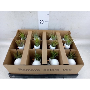 Arr.   Kamerplant Groen L%