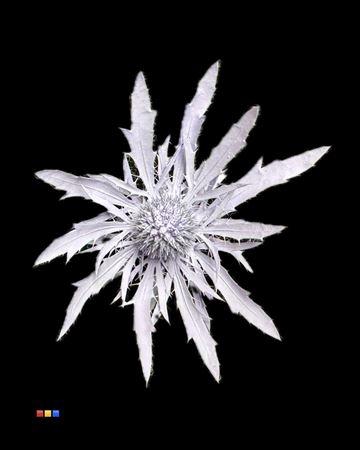 Eryngium Light Milka