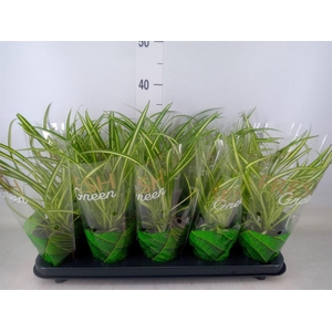 Chlorophytum cos. 'Atlantic'