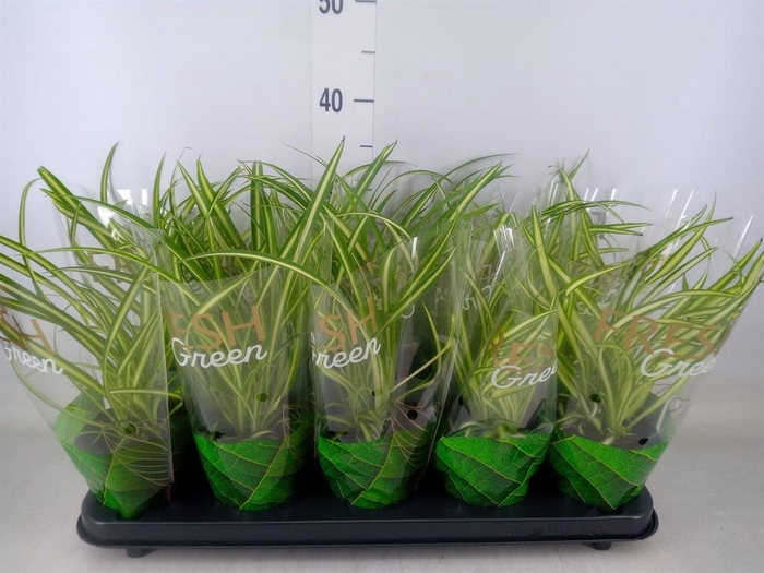 <h4>Chlorophytum cos. 'Atlantic'</h4>