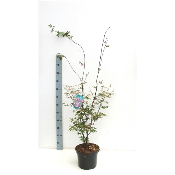 <h4>Acer palmatum 'Atropurpureum' P26 Full CC</h4>