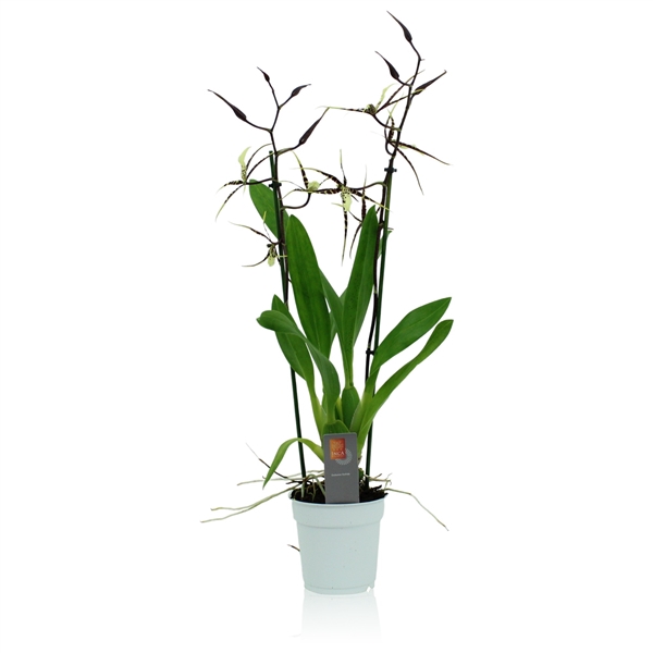 <h4>Inca Brassia Toscane 2 spike</h4>